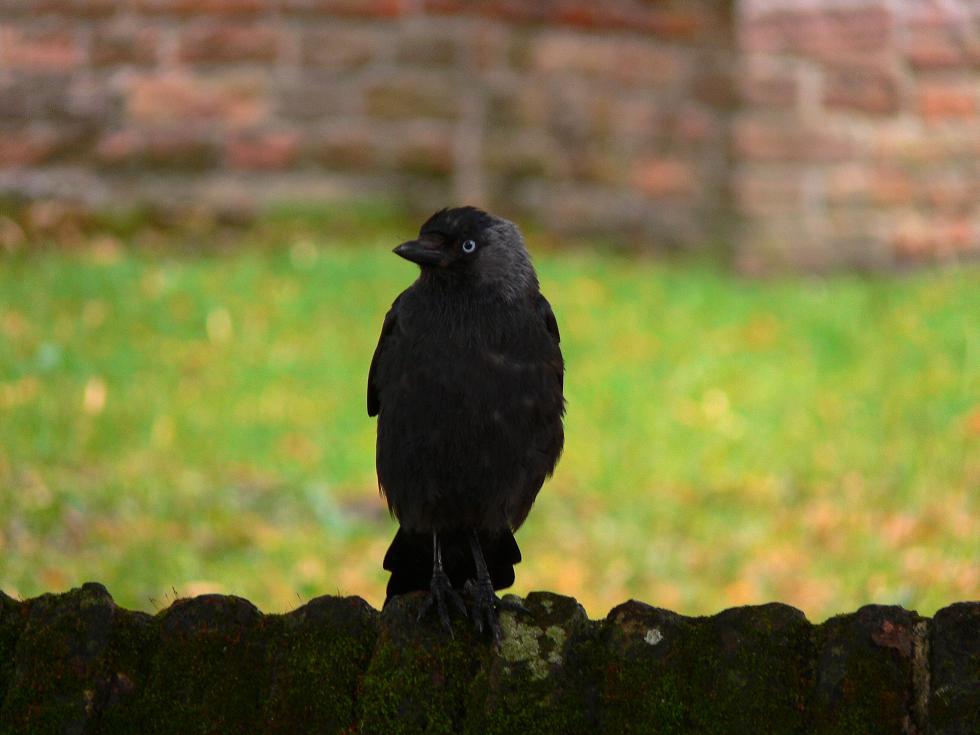 Der Wächter