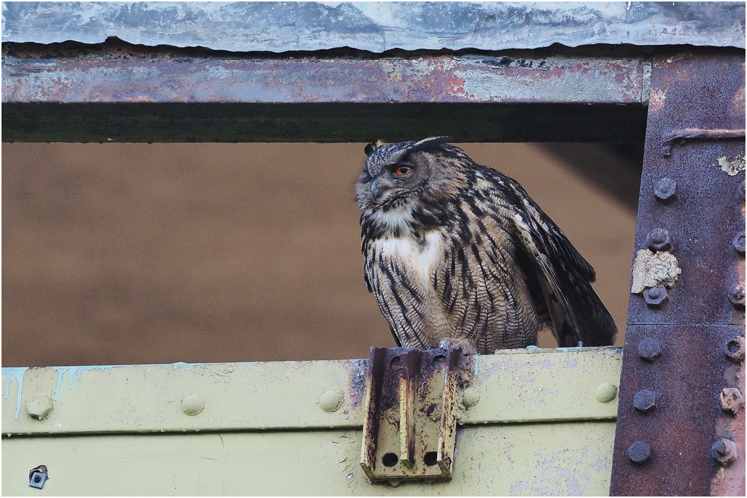 Der Wächter Foto & Bild tiere, wildlife, wild lebende vögel Bilder