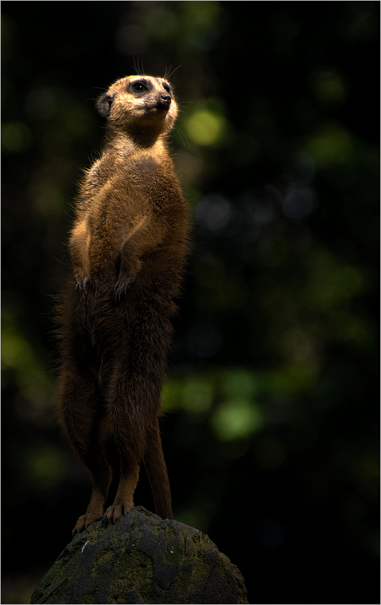 Der Wächter