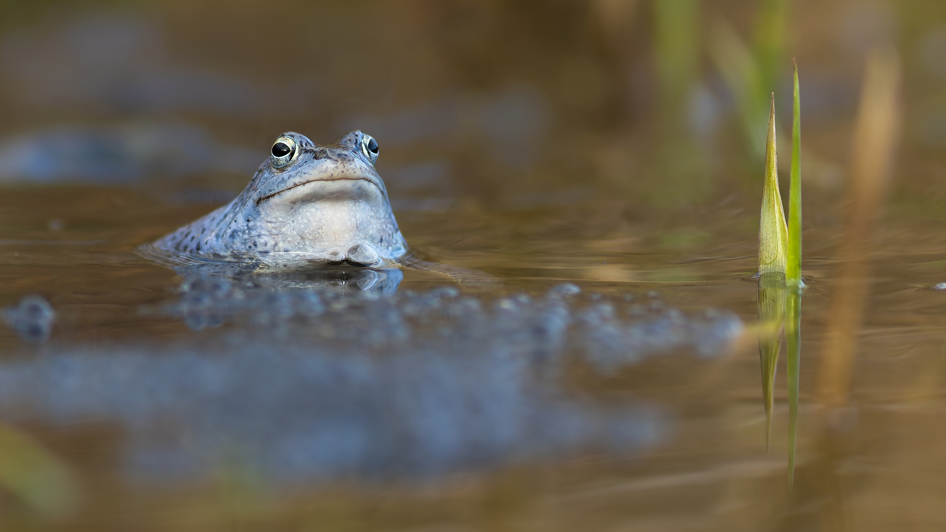 Der Wächter