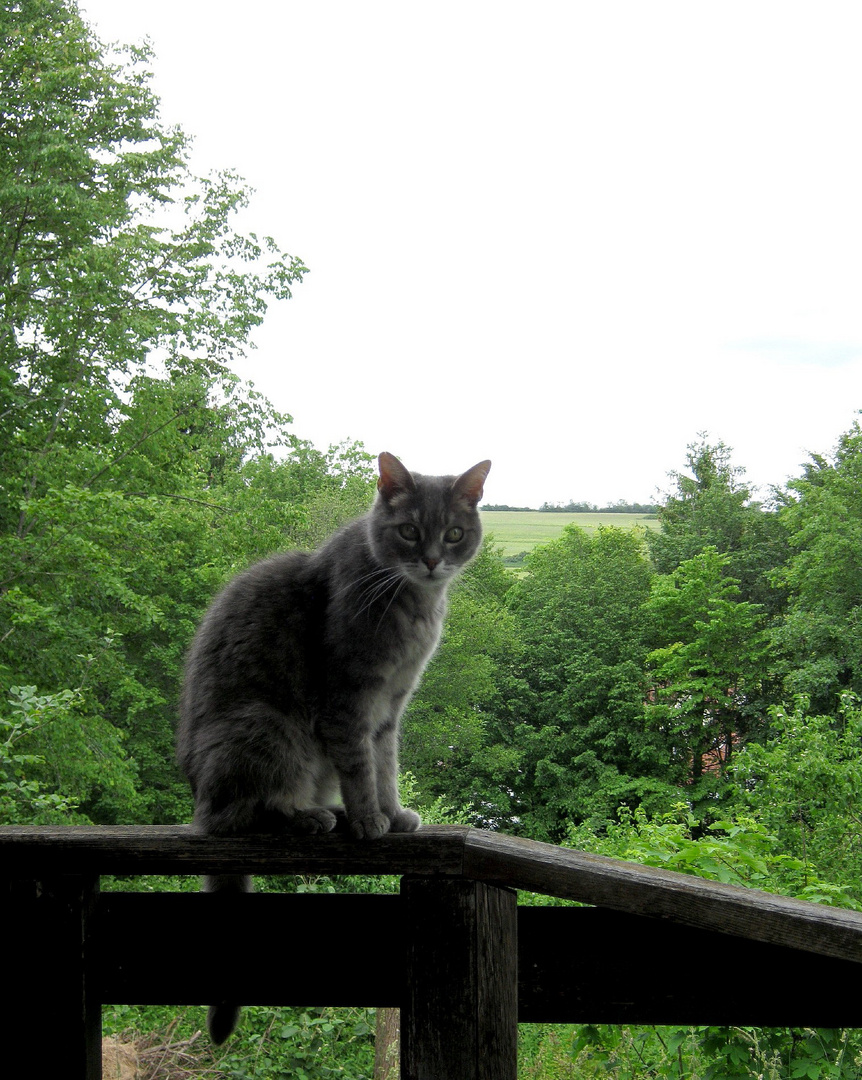 Der Wächter auf dem Balkon