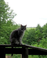 Der Wächter auf dem Balkon