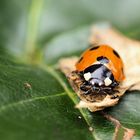 Der Wächter auf dem Blatt … 