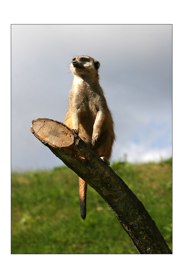 Der Wächter