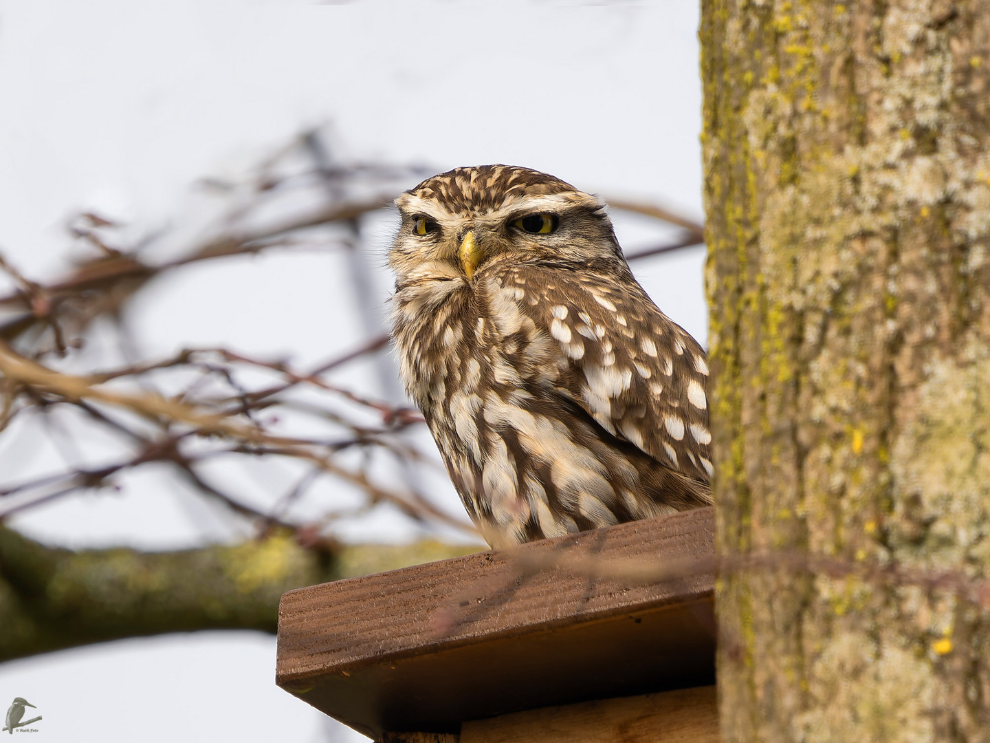 der Wächter