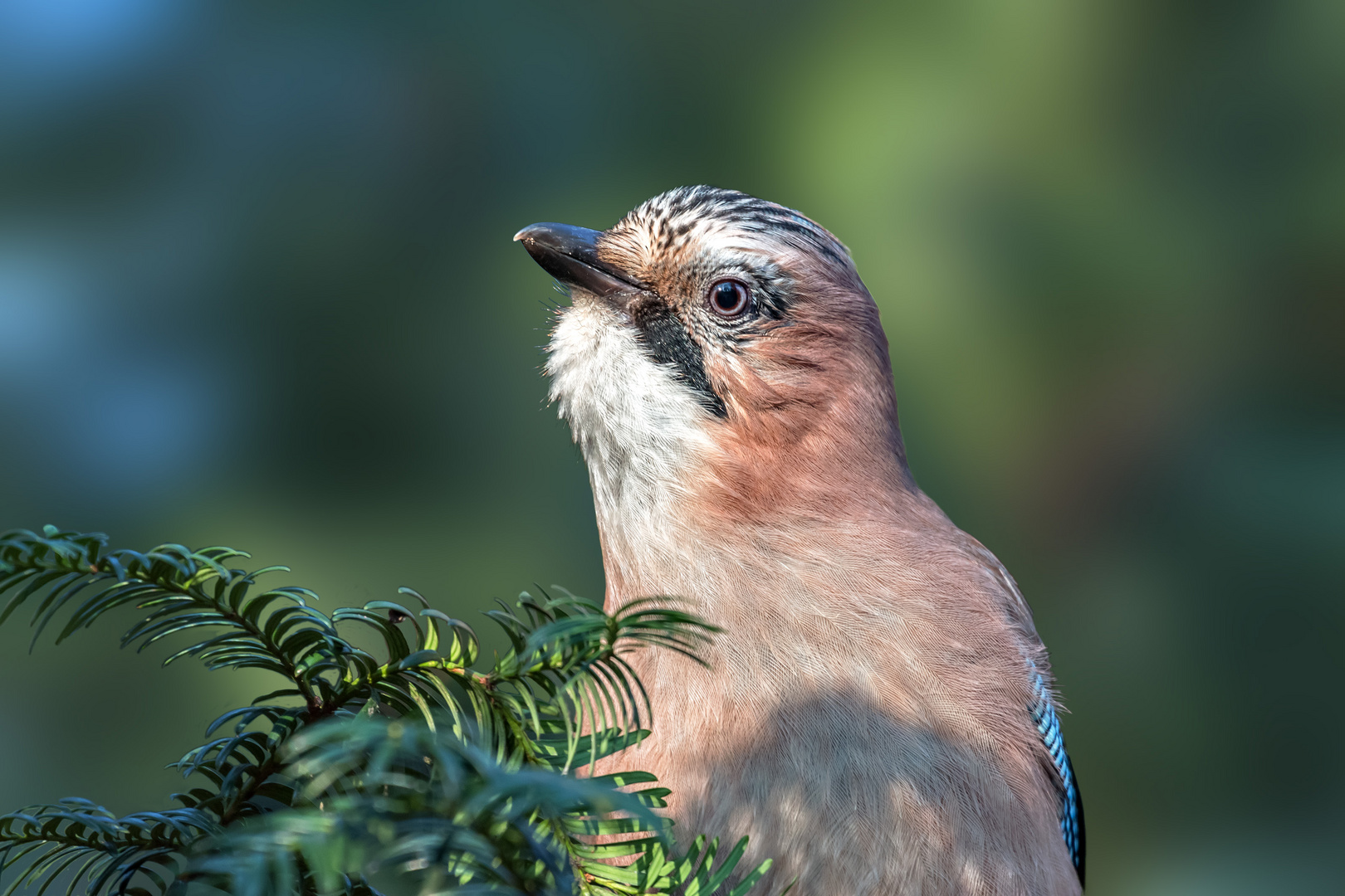 Der Wächter