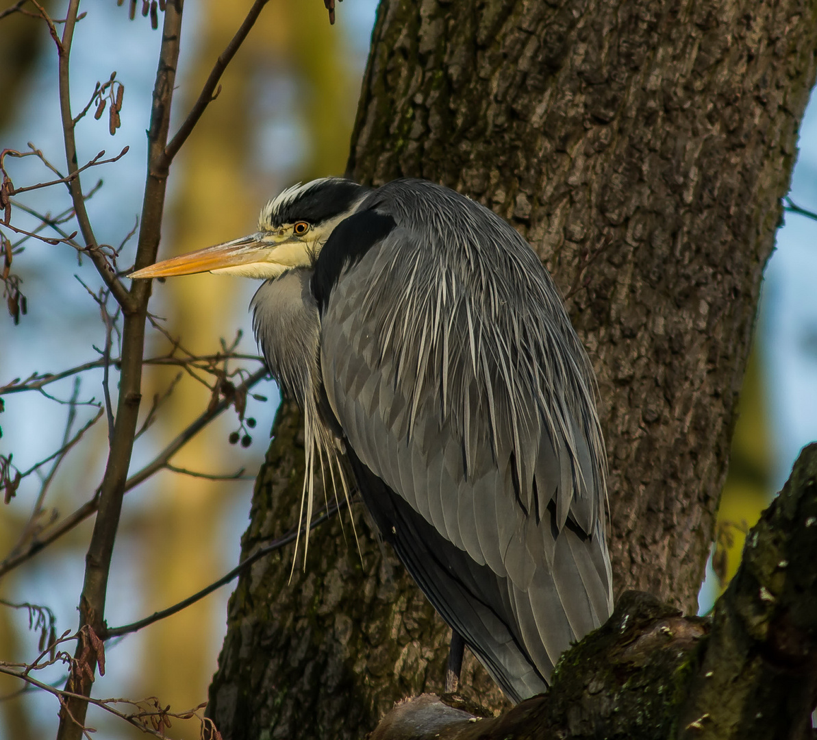 Der Wächter