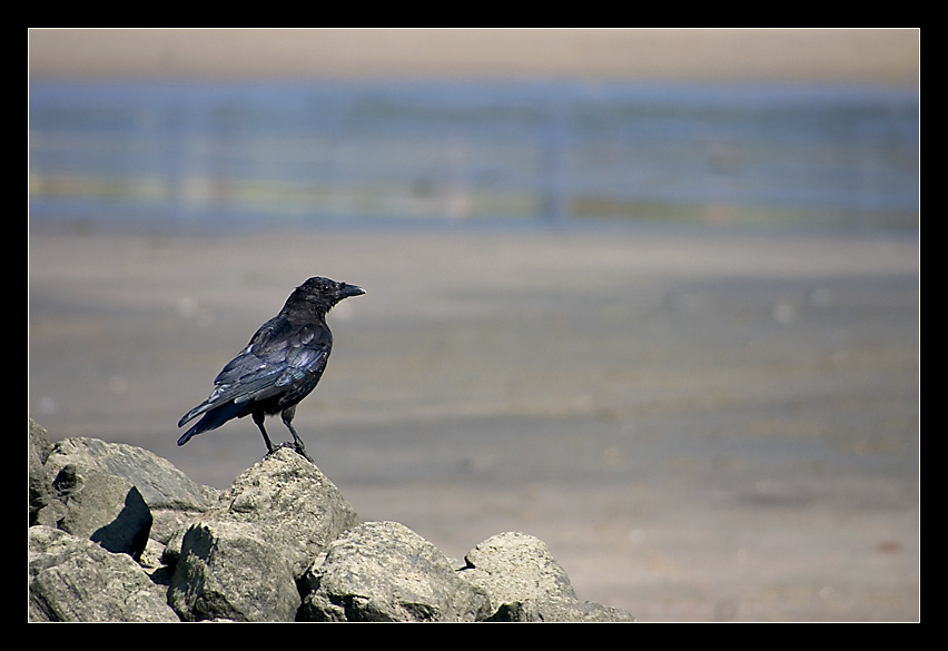 Der Wächter