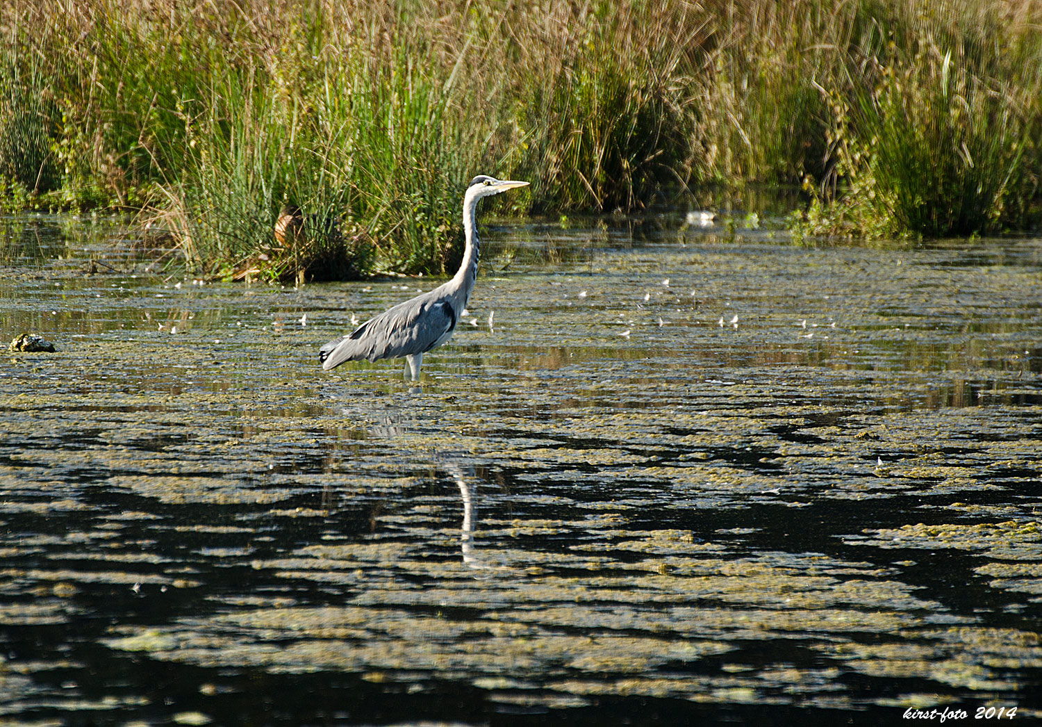 Der Wächter