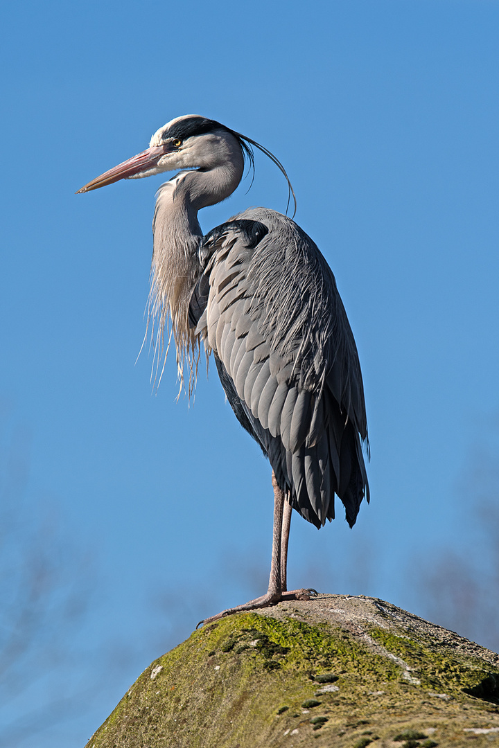 Der Wächter