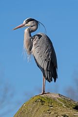 Der Wächter