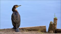 Der Wächter....