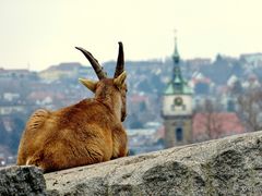 Der Wächter 