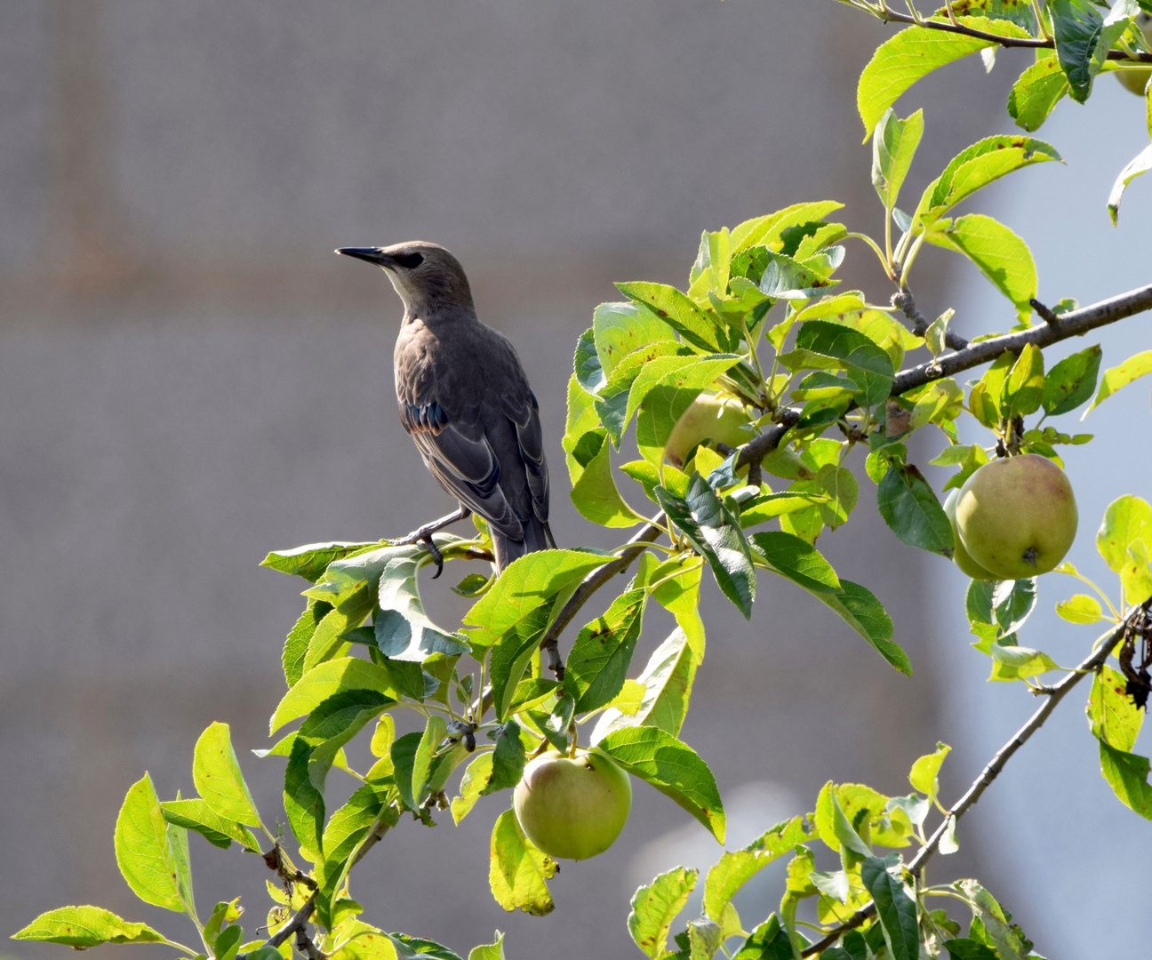 Der Wächter der Äpfel