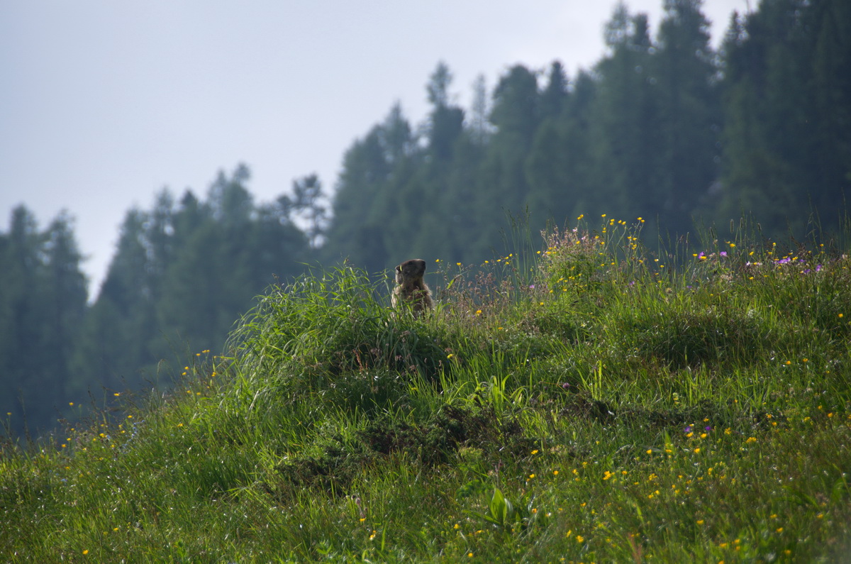 Der Wächter der Alm