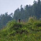 Der Wächter der Alm