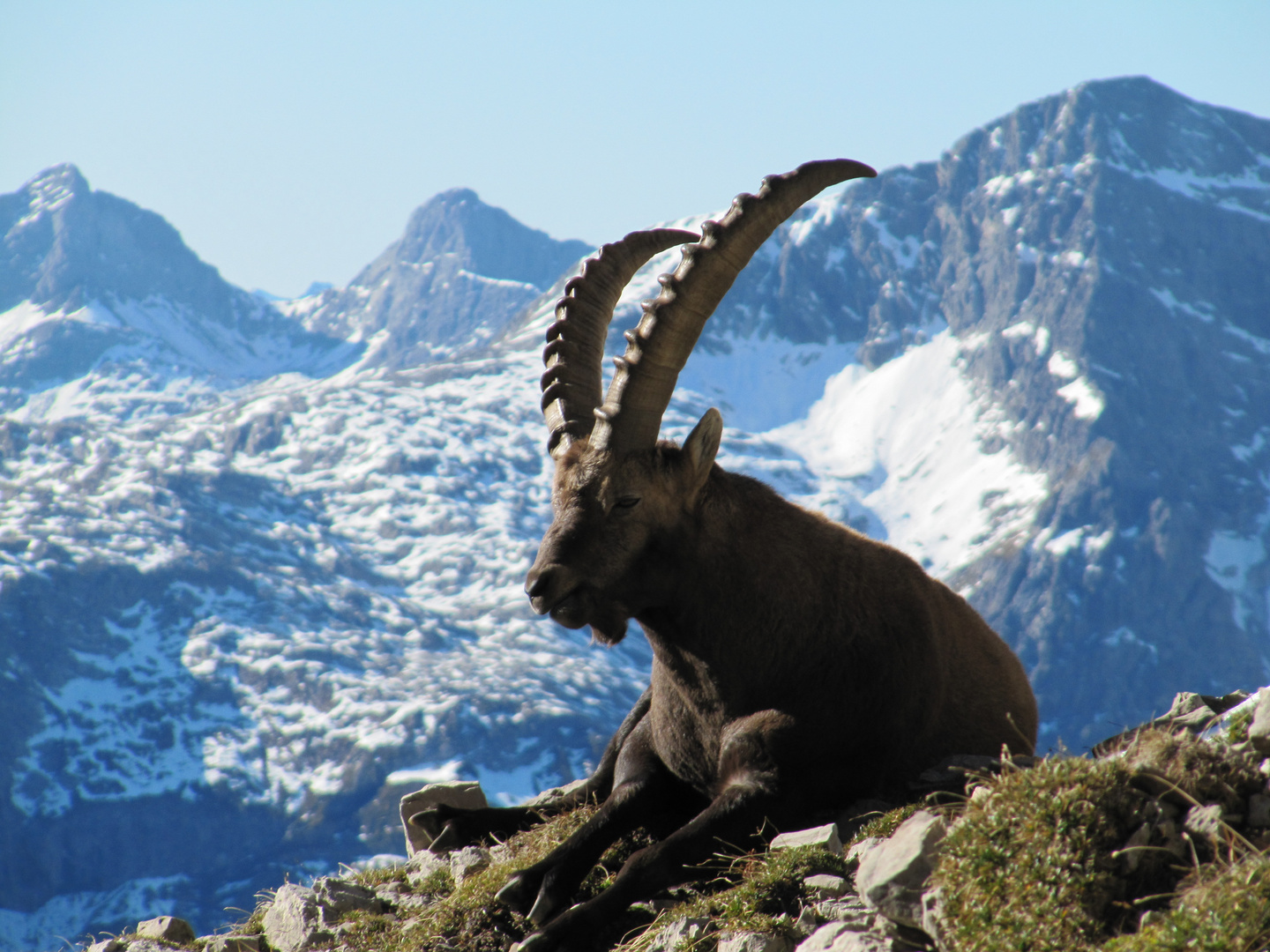 Der Wächter der Braunarlspitze