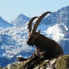 Der Wächter der Braunarlspitze