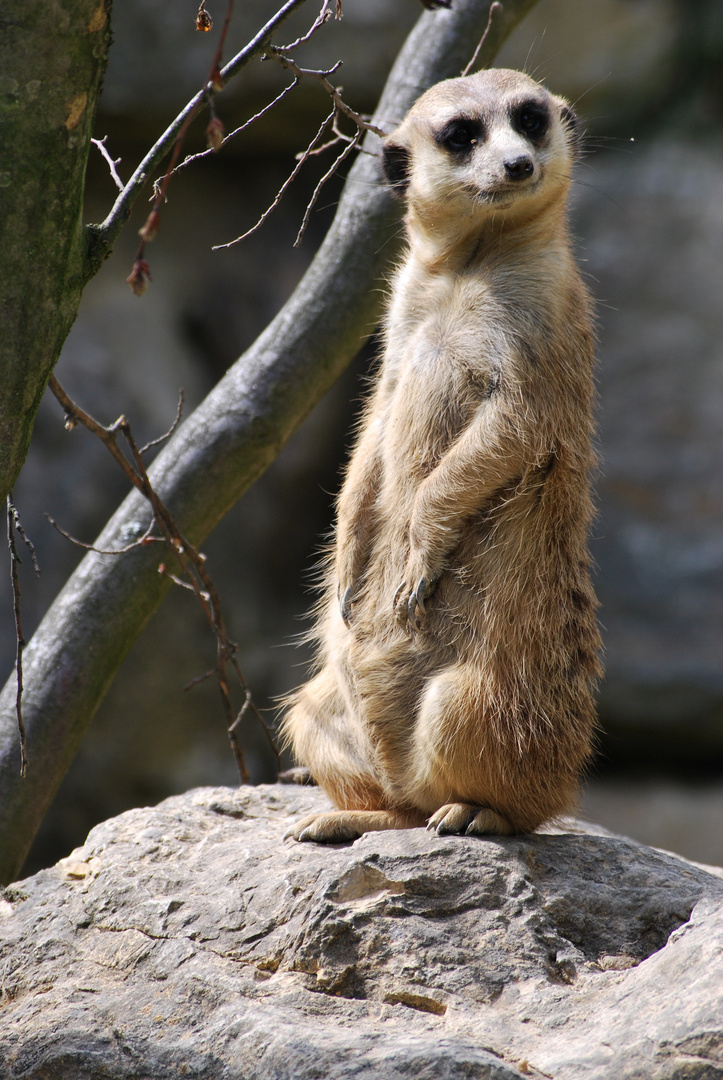 Der Wächter der Erdmännchen