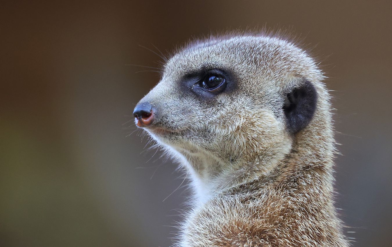 Der Wächter der Erdmännchen