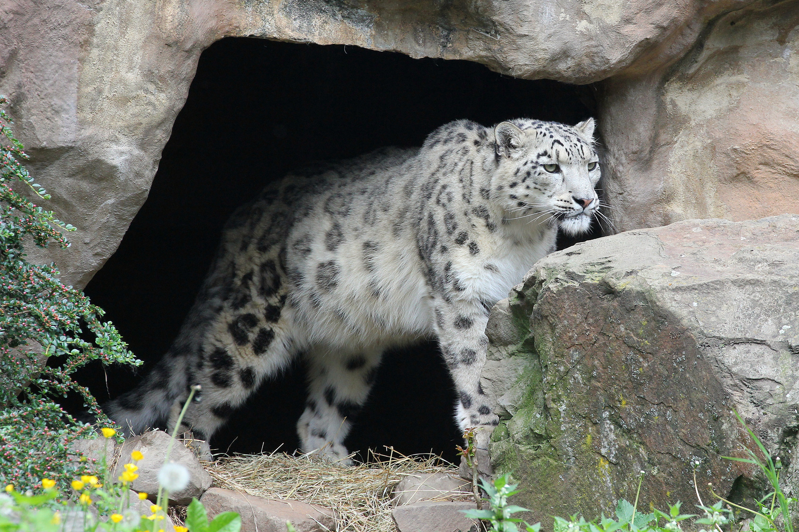 Der Wächter der Höhle