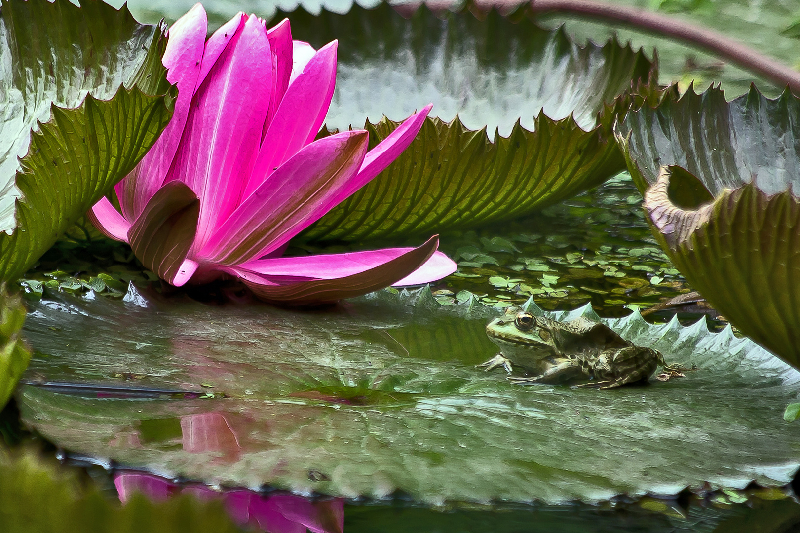 der Wächter der Lotosblume.....