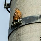 Der Wächter der Muttern?