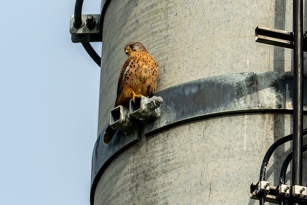 Der Wächter der Muttern?