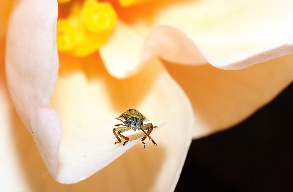 Der Wächter der Rose