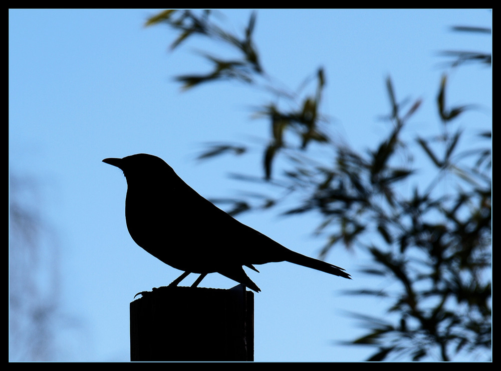 Der Wächter der Schatten