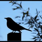 Der Wächter der Schatten