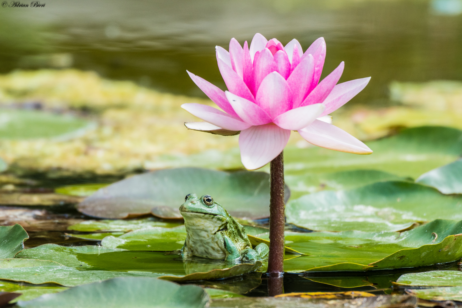 Der Wächter der Seerose