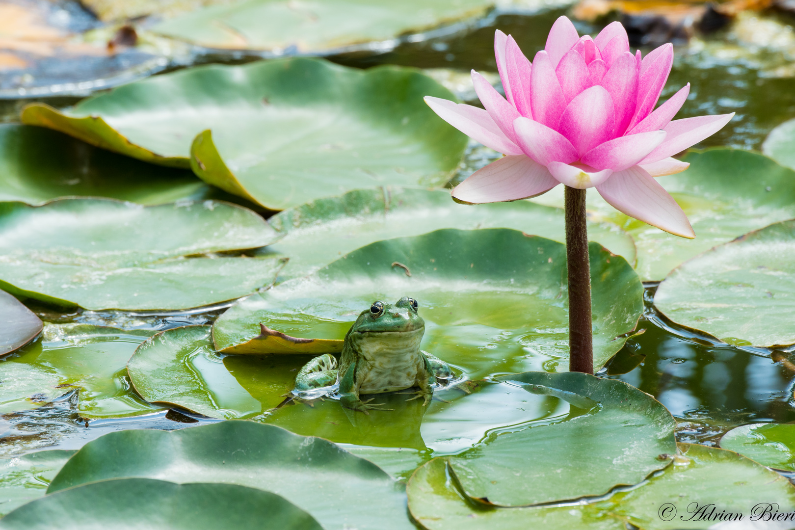 Der Wächter der Seerose