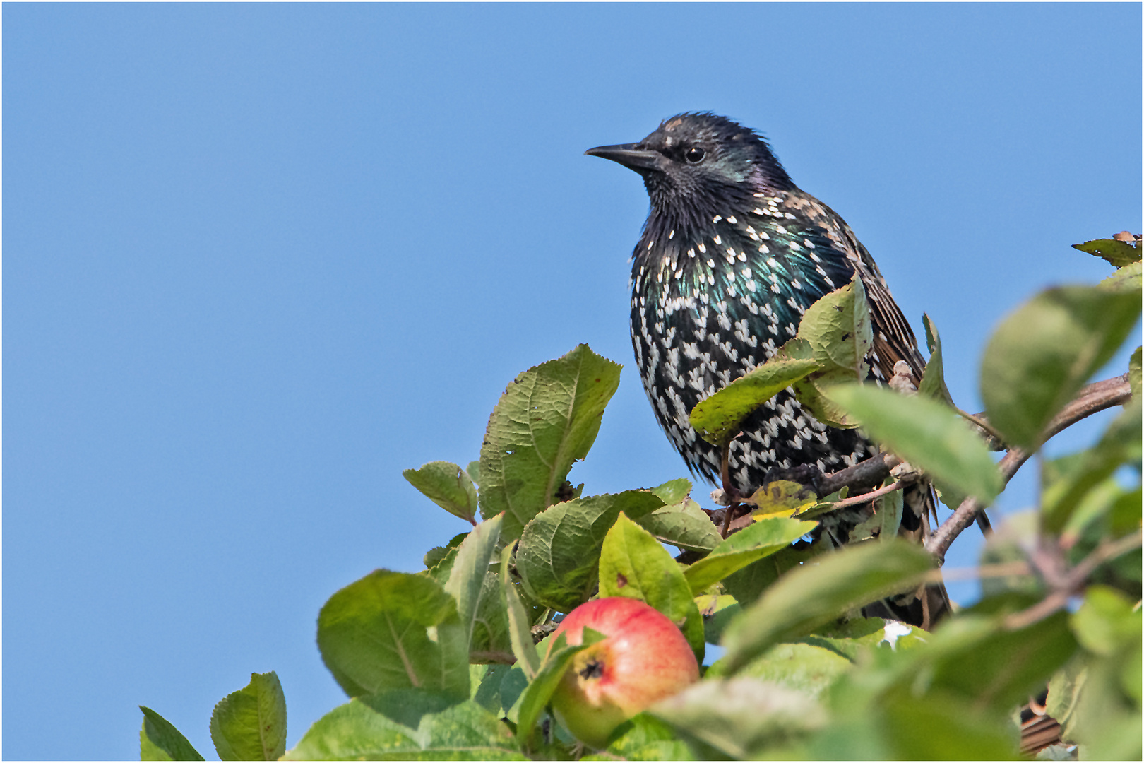 Der Wächter der Stare wacht . . .