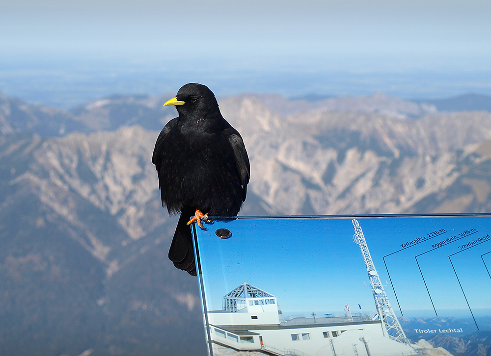 Der Wächter der Zugspitze