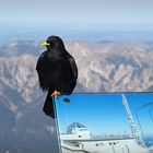 Der Wächter der Zugspitze