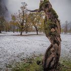 Der Wächter des Ahornboden (Karwendel Nationalpark)