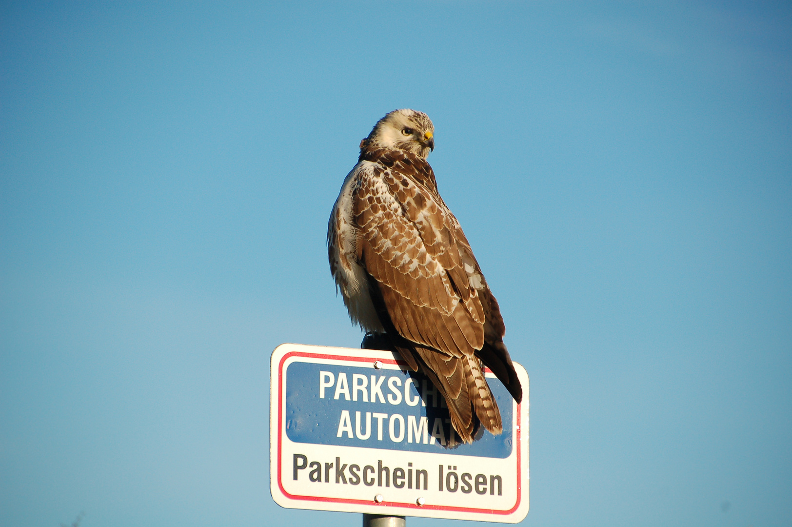 ... der Wächter des Parkplatzes