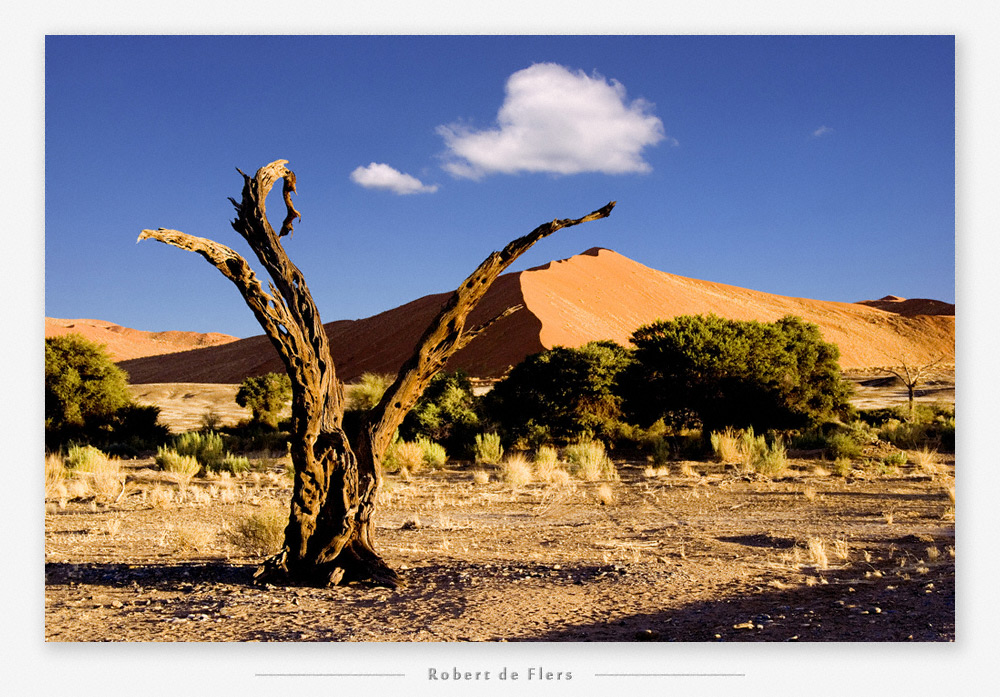 Der Wächter des Sossus Vlei