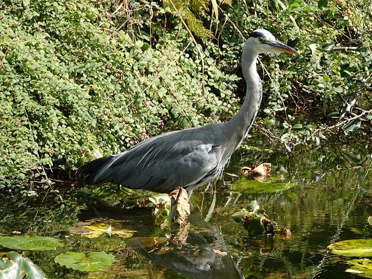 der Wächter des Teichs