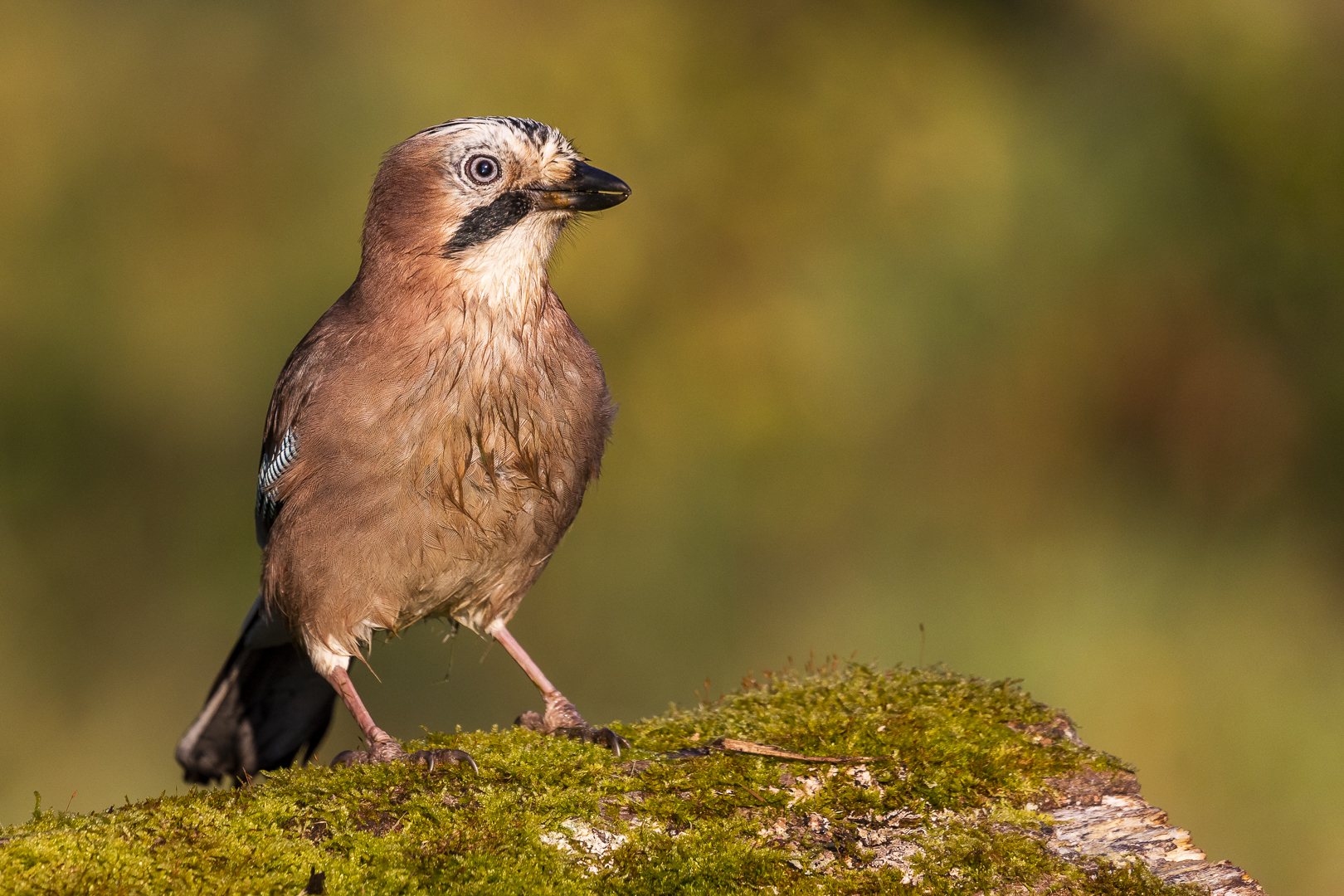 Der Wächter des Waldes...