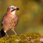 Der Wächter des Waldes...