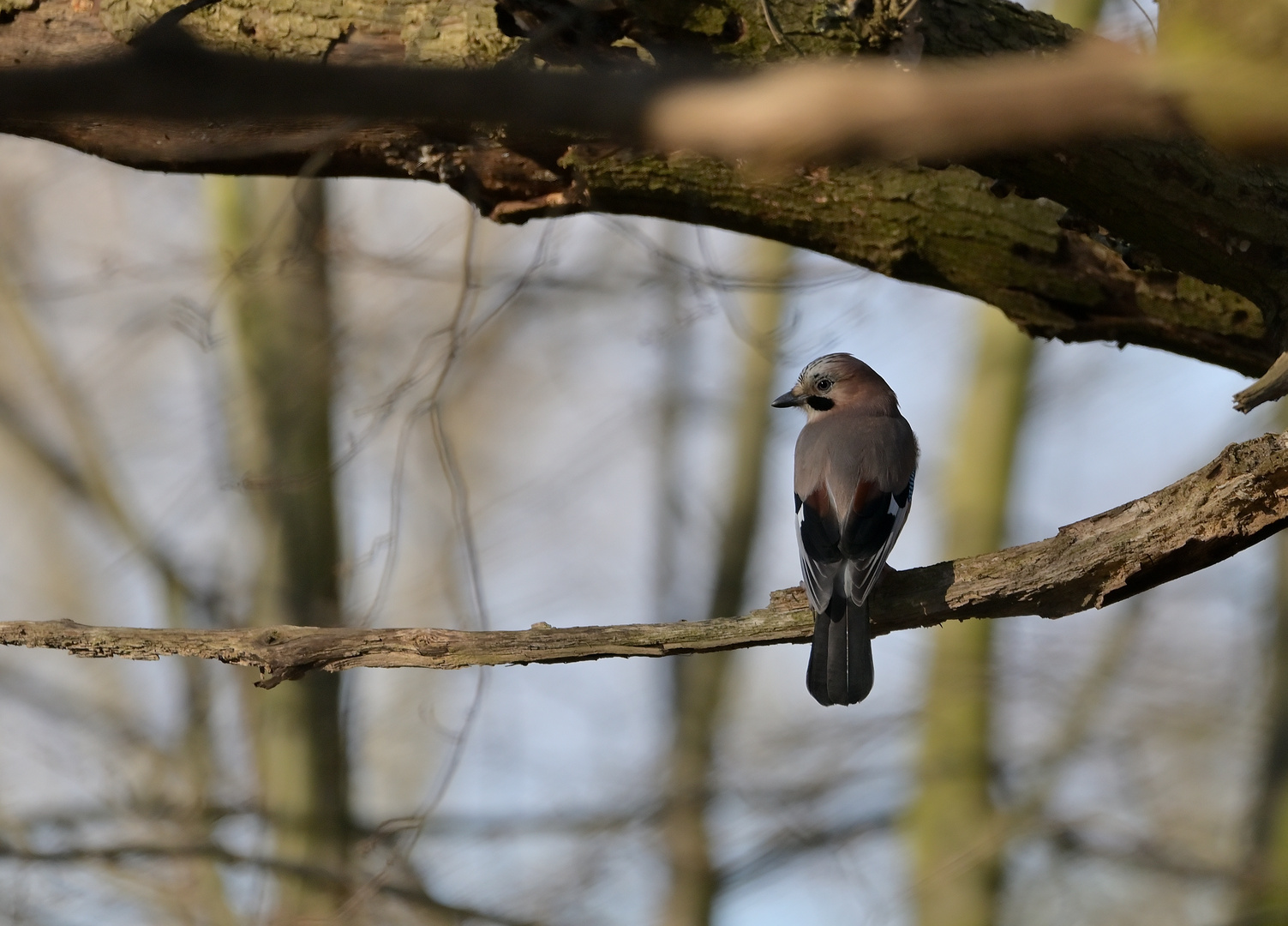 Der Wächter des Waldes..