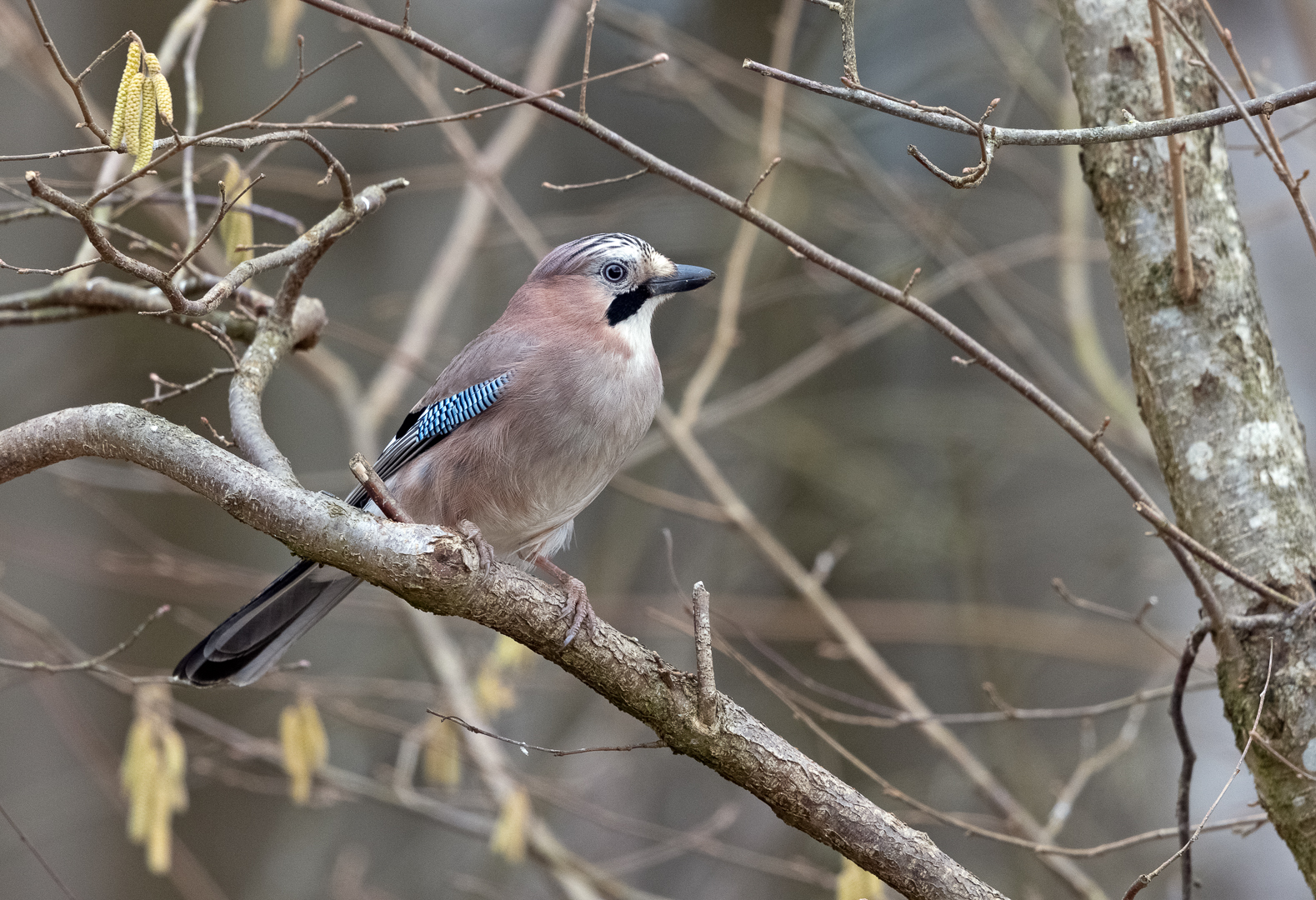 Der Wächter des Waldes ...