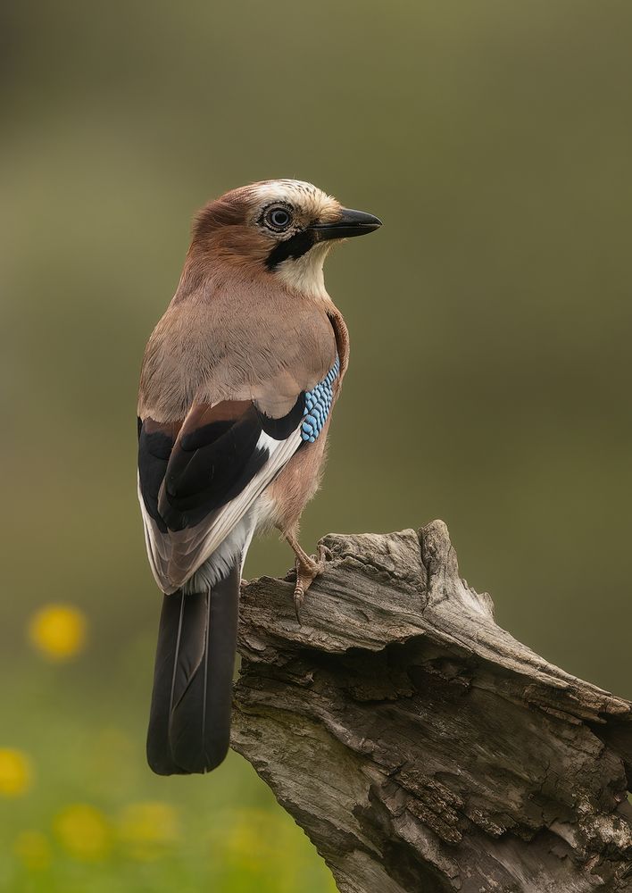 Der Wächter des Waldes