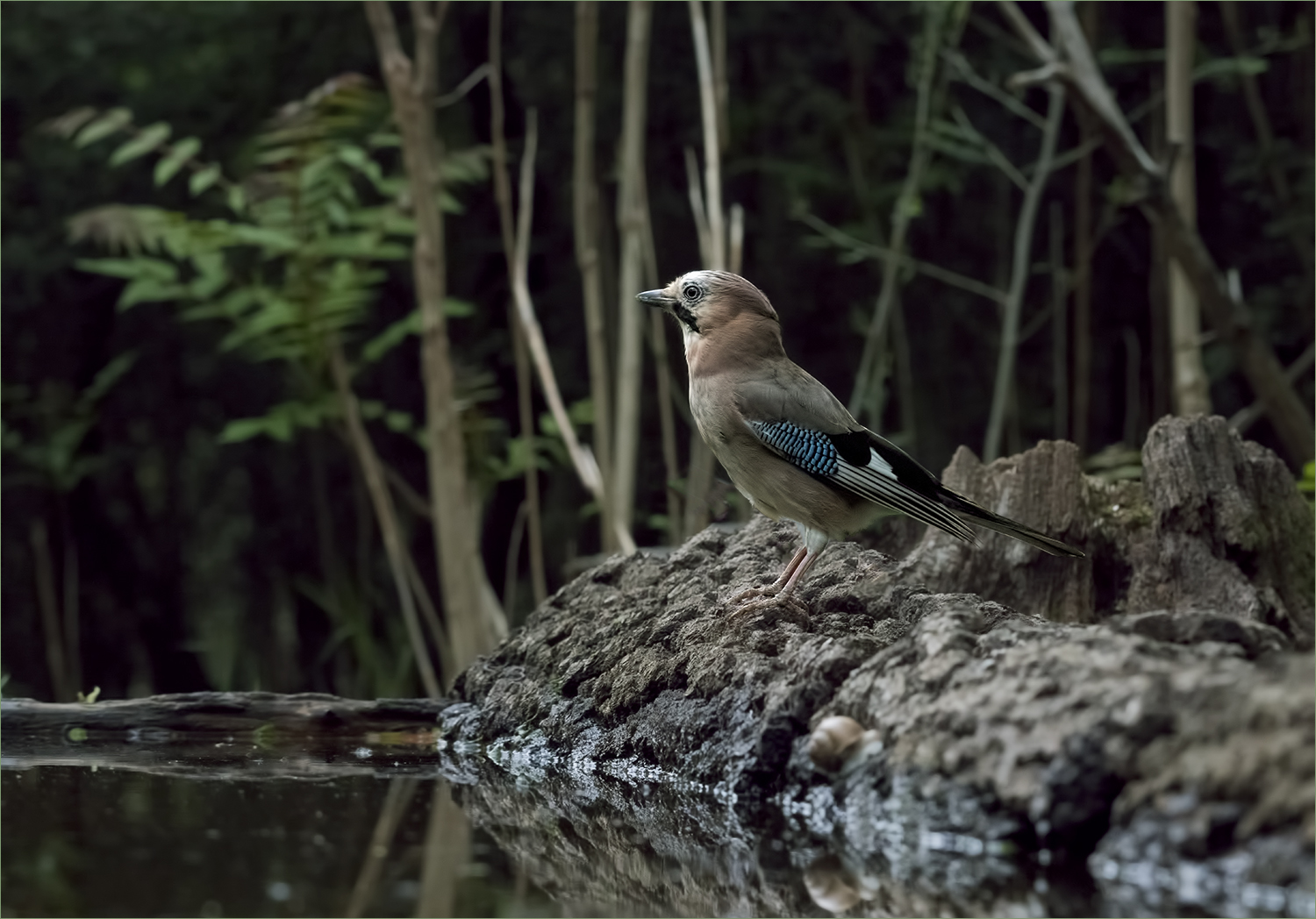 der Wächter des Waldes