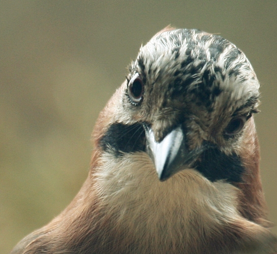 Der Wächter des Waldes