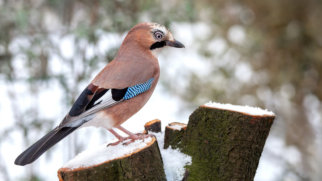 Der Wächter des Waldes