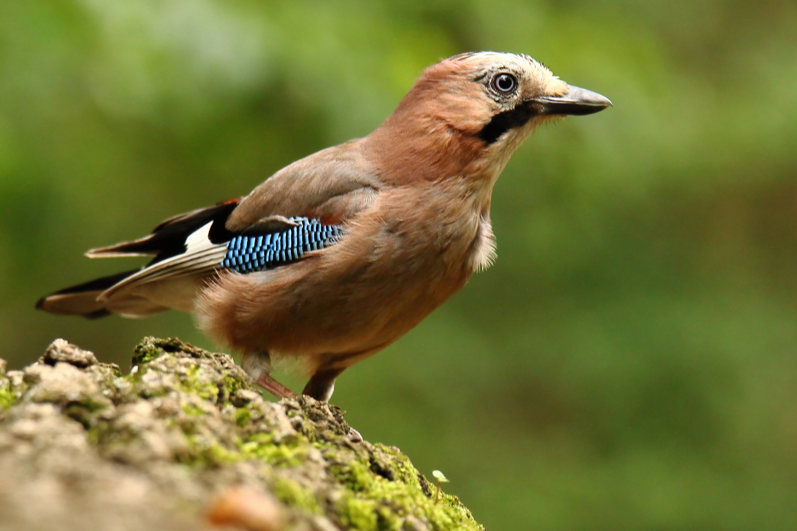 Der Wächter des Waldes