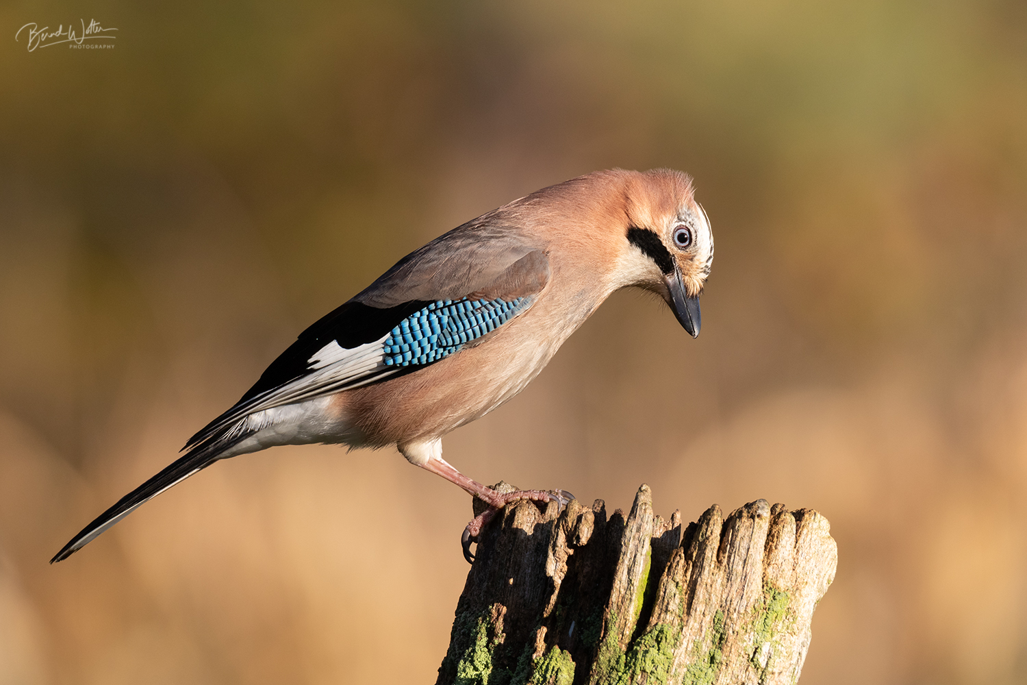 Der Wächter des Waldes